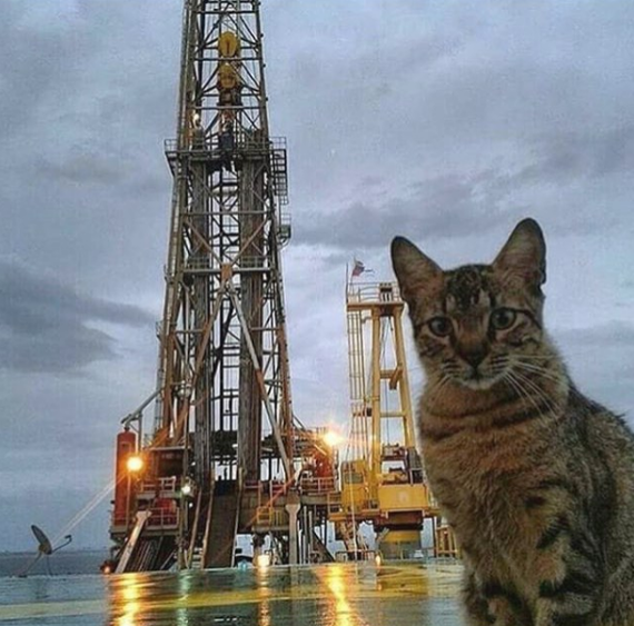 Various guests on the drilling rigs. Part 3 - Drilling, Guests, Watch, North, Drilling, Shelf, Longpost, Dog, cat