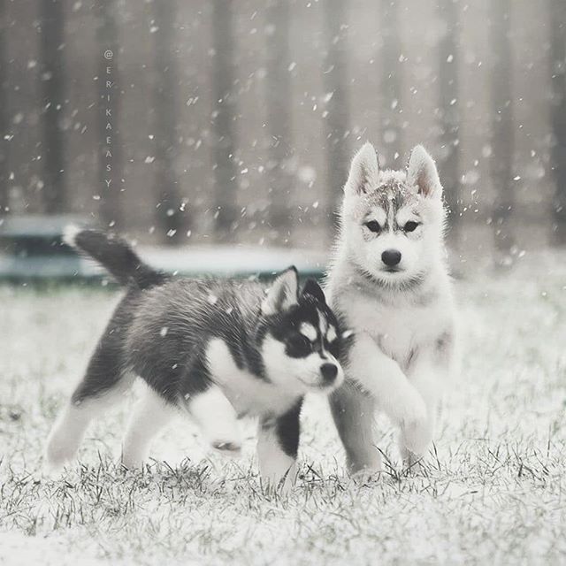 Baby! - Milota, Puppies, Dog, Pets, Snow, The photo