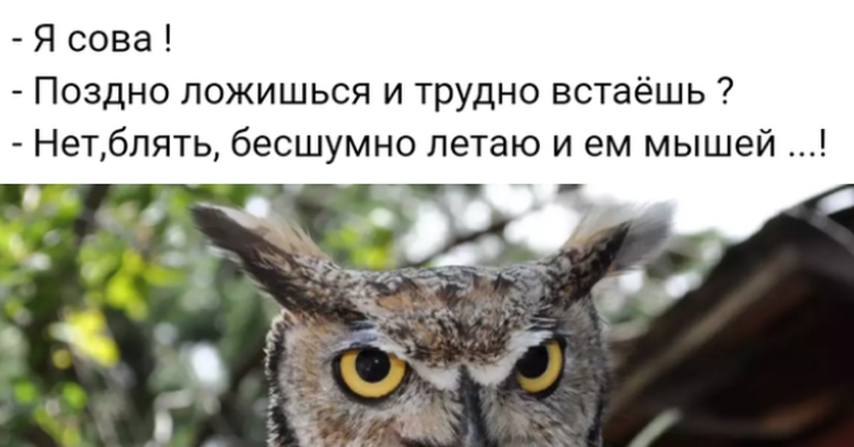 Сколько лет мему а я думала сова