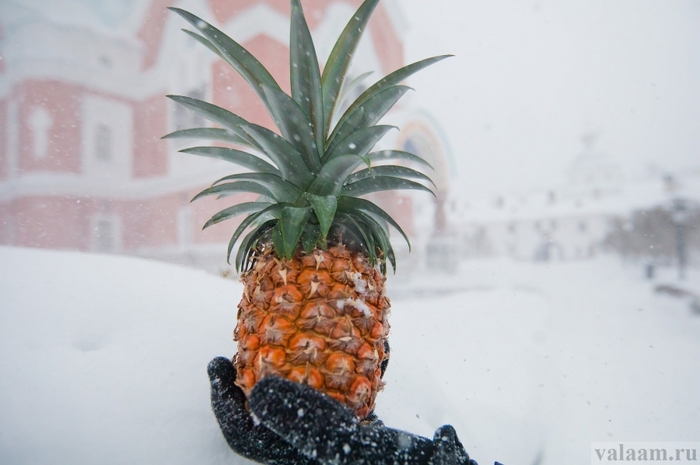 Snow-covered Valaam monks harvest pineapples - Religion, ROC, Orthodoxy, Balaam, A pineapple, Colombia, Import substitution, news