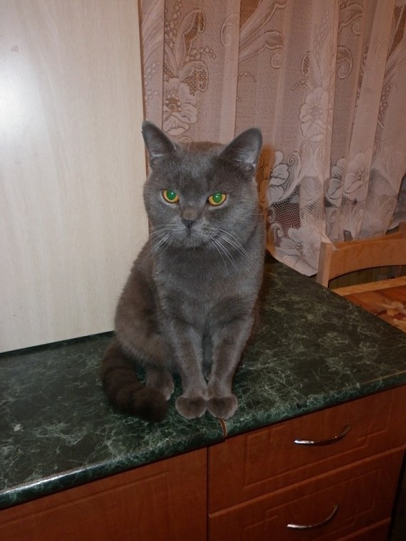 Британский кот - Вася Кот, Британский кот, Серый, Длиннопост
