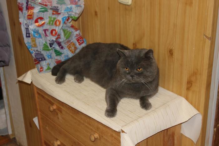 Британский кот - Вася Кот, Британский кот, Серый, Длиннопост