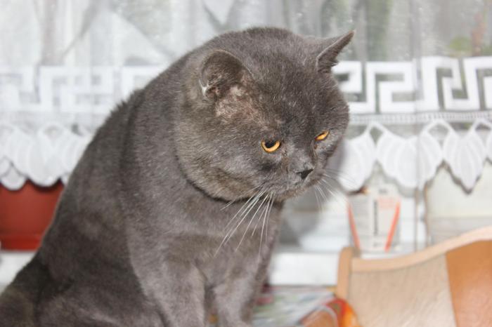 Британский кот - Вася Кот, Британский кот, Серый, Длиннопост