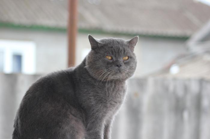 Британский кот - Вася Кот, Британский кот, Серый, Длиннопост