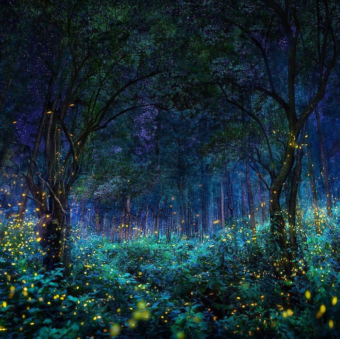 Night forest lights - The photo, Night, Forest, Lights, beauty, Beautiful view