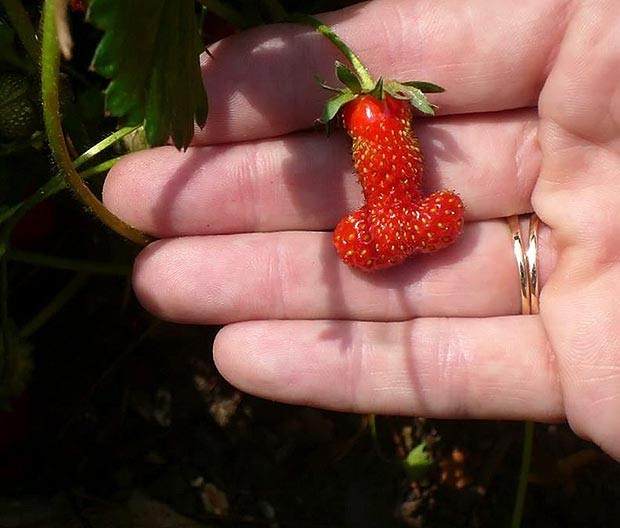 Unusual vegetables and fruits - Berries, Longpost, Strawberry, Strawberry (plant)