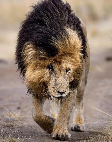 Scar from The Lion King IRL - a lion, Scar, IRL, The photo