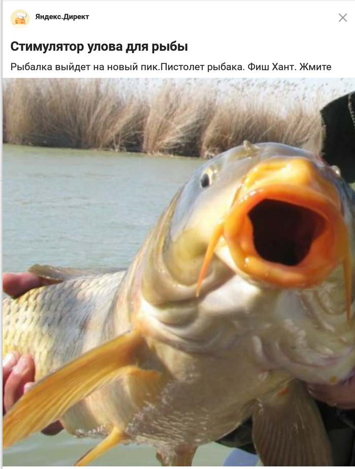 Этот рыб - явно видеть "пистолет" рыбака