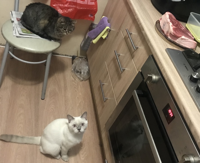 Druzhok the cat and Athena the cat guarding the meat. - Meat, Animals, cat, Food