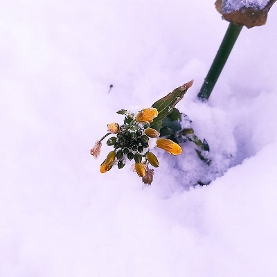 Fairy - My, Flowers, Snow