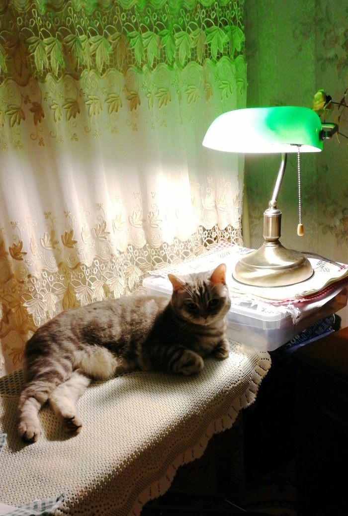 My cat lamp - My, cat, , Cat with lamp, Images, Fanya, Longpost