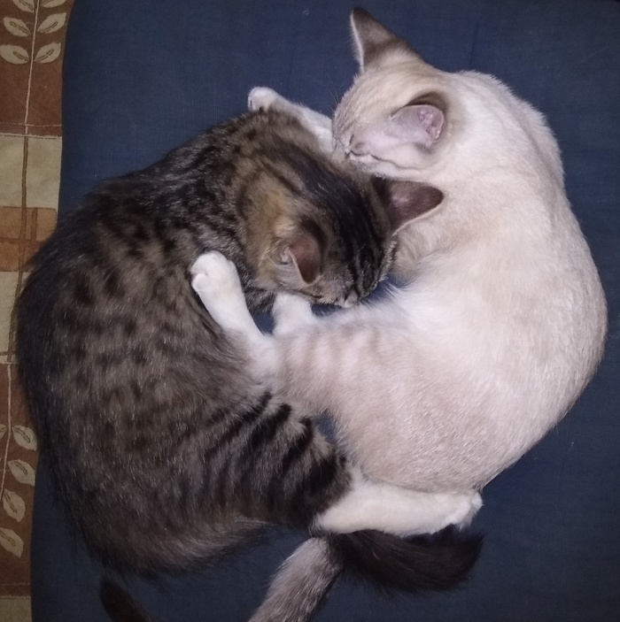 Correct Yin-Yang - My, cat, Humor, The photo