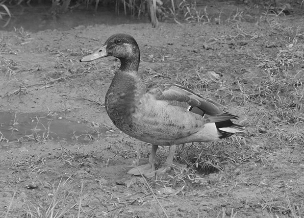 Trevor, the loneliest duck in the world, has died - news, Biology, Duck, Trevor, Death, Niue
