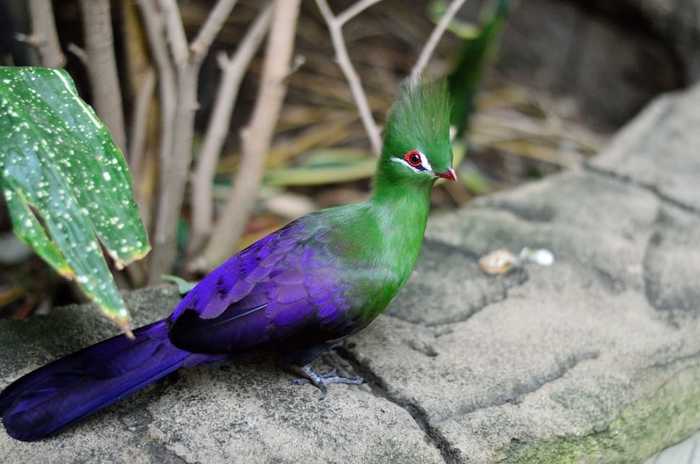 Guinean turaco (Tauraco persa) - , , The photo, Birds