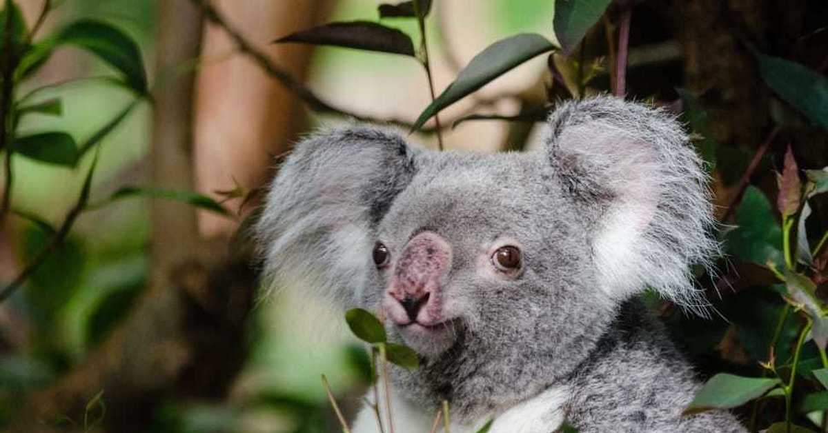 Макака коалу. Коала. Австралийская коала. Злая коала. Серая коала.