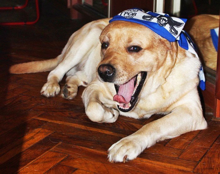 Furry Pirate - My, Dog, Labrador