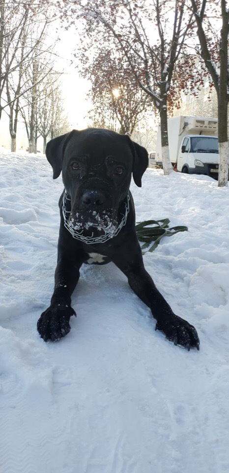 Cane Corso in ribbon - My, Cane Corso, cat, Longpost