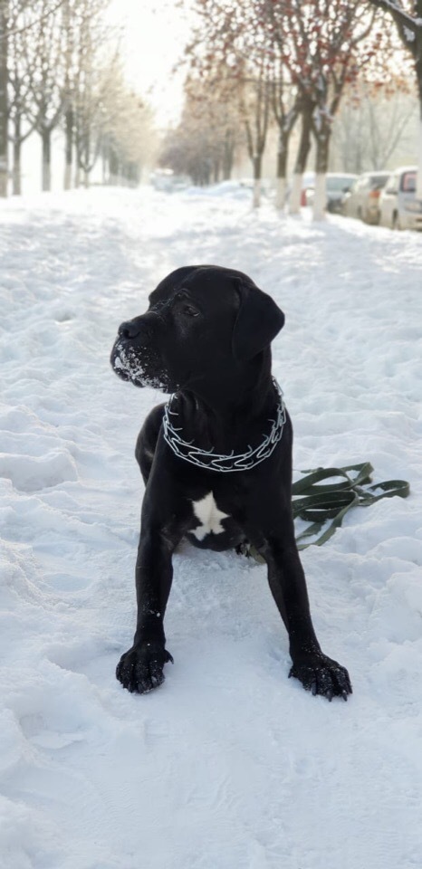 Cane Corso in ribbon - My, Cane Corso, cat, Longpost