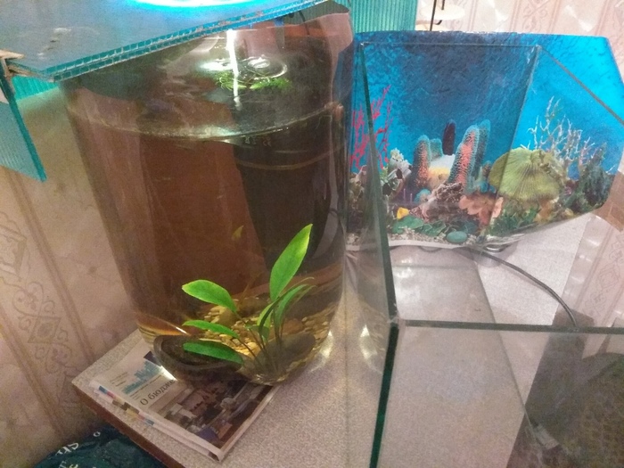 Рыбки одобряют пиво