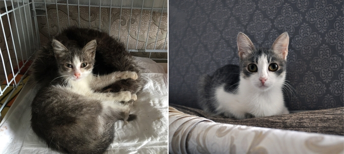 Before and after - Animal Rescue, Chelyabinsk, Three Comrades Shelter, Animal shelter, Kittens, Catomafia, cat, My