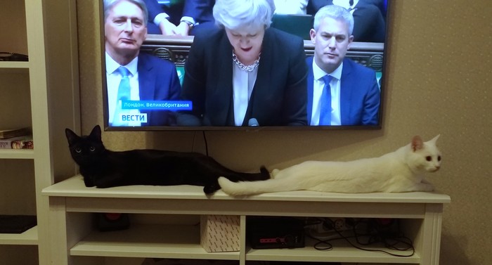 Even Theresa May loves cats. - My, cat, , Theresa May