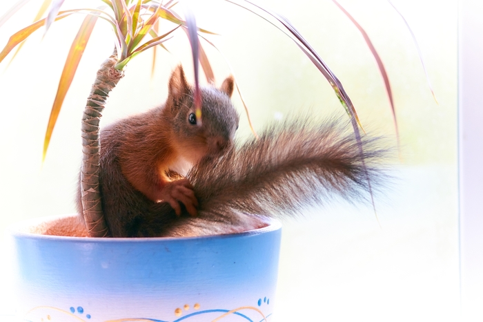 Photo shoot with dracaena. Glamorous Yashka - My, Pets, Squirrel, , Yashka, Glamor, Longpost