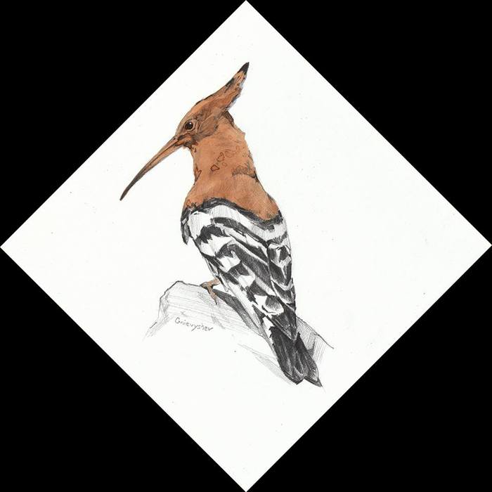 Hoopoe - My, Art, Gnievyshev, Hoopoe, Birds, Animalistics, Drawing
