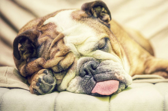 Снятся ли сны собакам? Собака, Цветные сны, Длиннопост, Психология, Животные