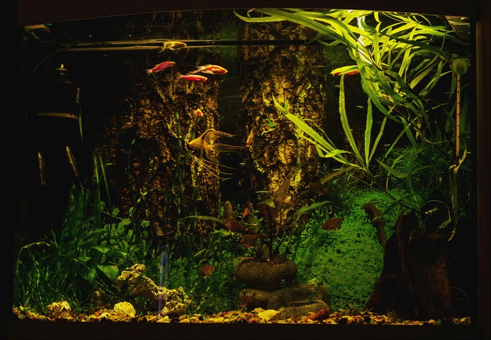 Year of the aquarium - My, Aquarium, Experience, Aquarium fish, Longpost