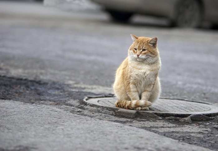 Мой февральский коточеллендж - Моё, Кот, Челлендж