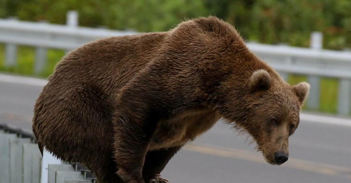 русские приколы. будет больше приколов. премия смешные картинки. ну теперь заживём-прикол. будет больше приколов.