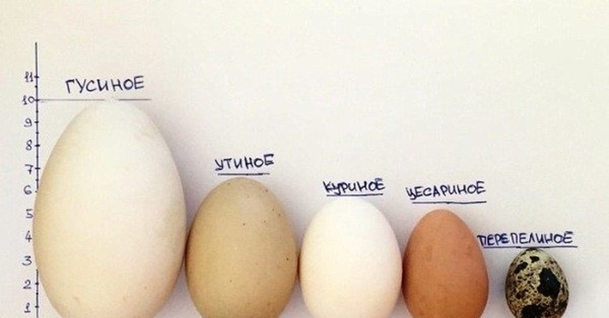 Размер яиц кур. Яйцо цесарки размер. Яйца птиц. Размер яйца цесарки и курицы. Курица с яйцами.