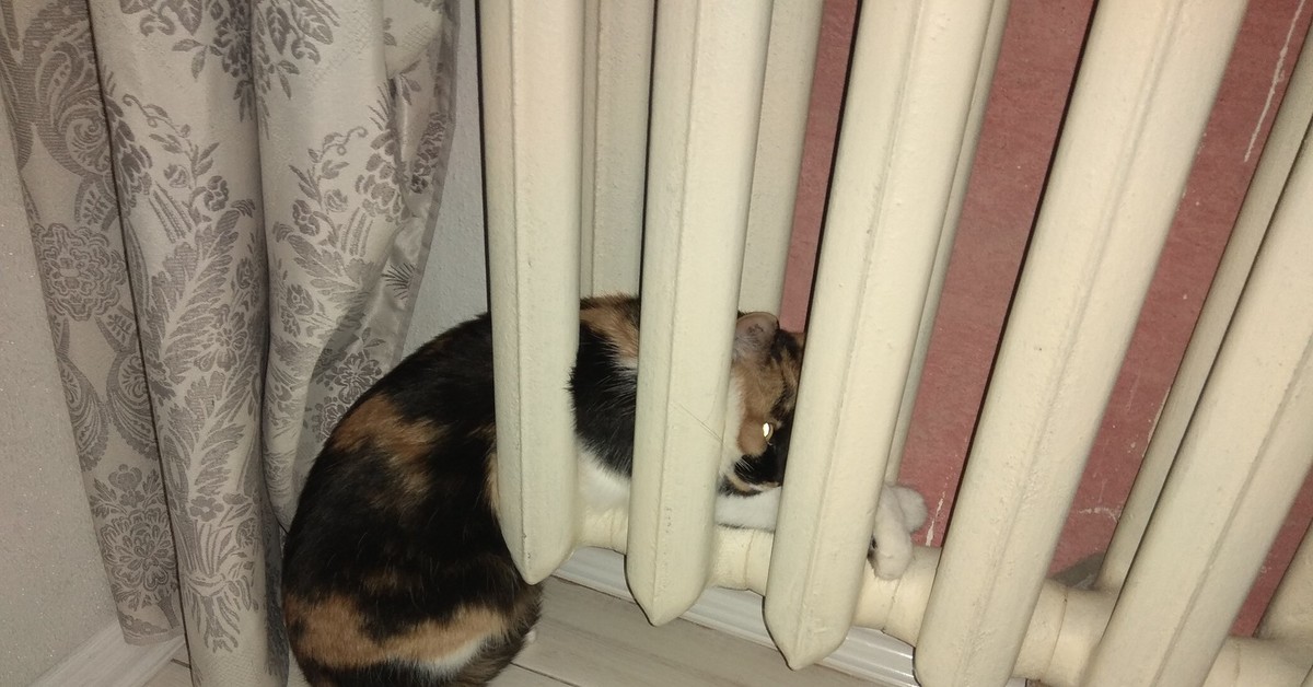 Кошка На Батарее Картинки