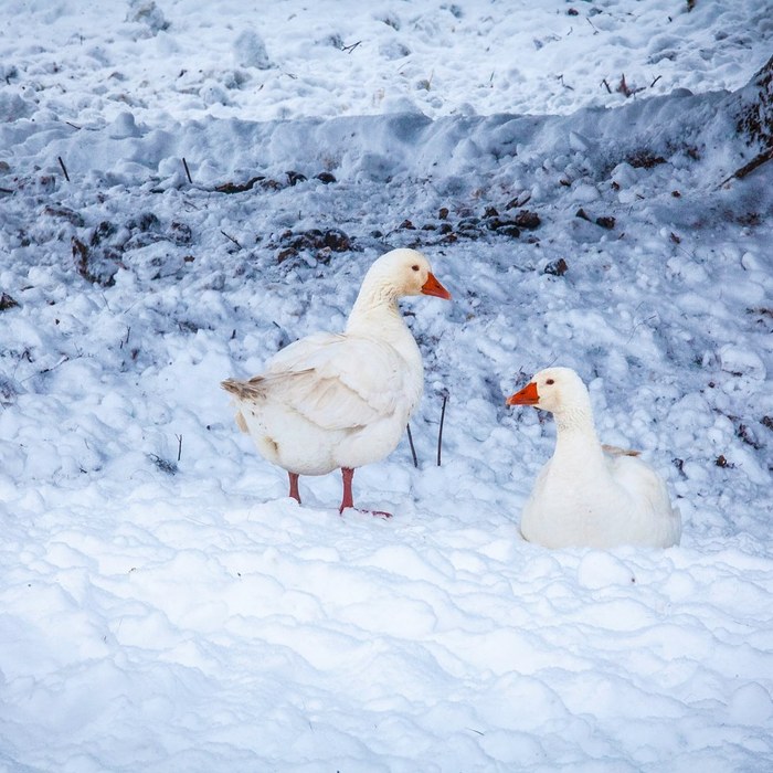 В избушке | Пикабу