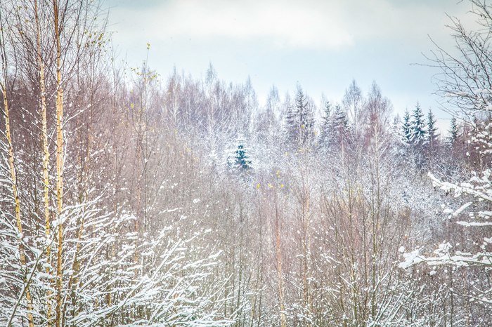 В избушке | Пикабу