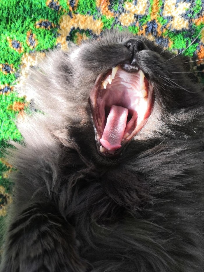 Good morning everyone! - Morning, My, Dream, Yawn, cat, Good morning