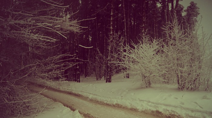 Photo from the forest in the city of Voronezh - My, The photo, Voronezh, Forest, Winter