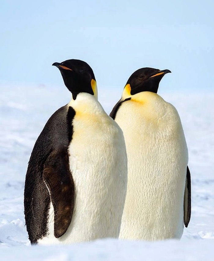 Disagreements - Pride, king penguins, The photo