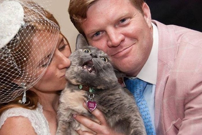 Why taking a cat to a wedding is not a good idea - Wedding, Wedding photography, Humor, cat