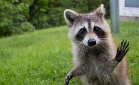 Raccoon Tuki - Raccoon, Pet, Animals, Text, Pets