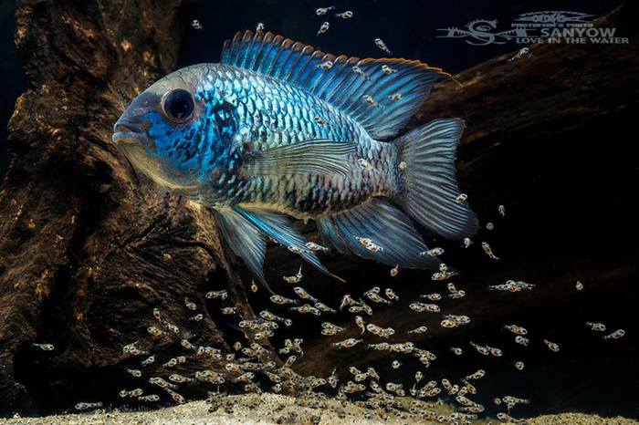 Electric Blue Acara