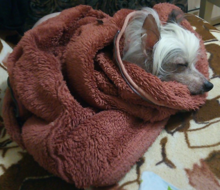 Lysenkaya froze) - My, Chinese Crested, Dog