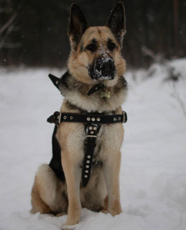 Babaische - My, East European Shepherd, Sheepdog, Harness, Armor, Dog
