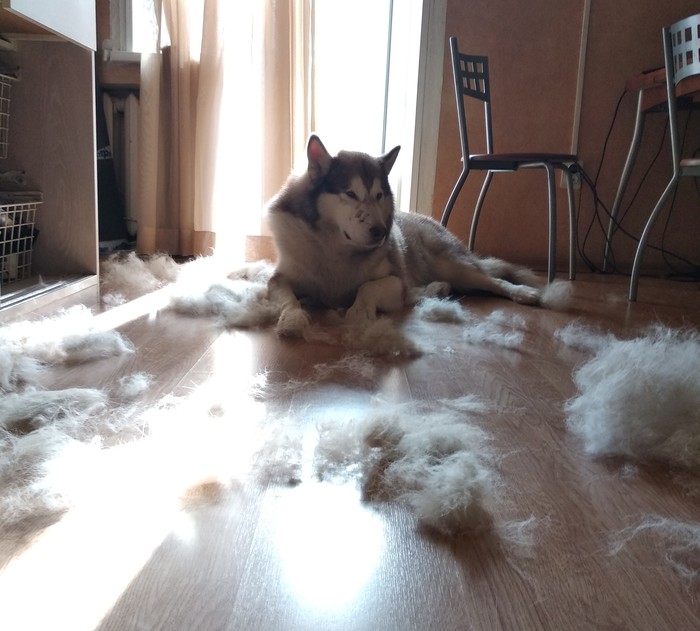 How Malamute Sheds :) - My, Dogs and people, Alaskan Malamute, Molting, Dog