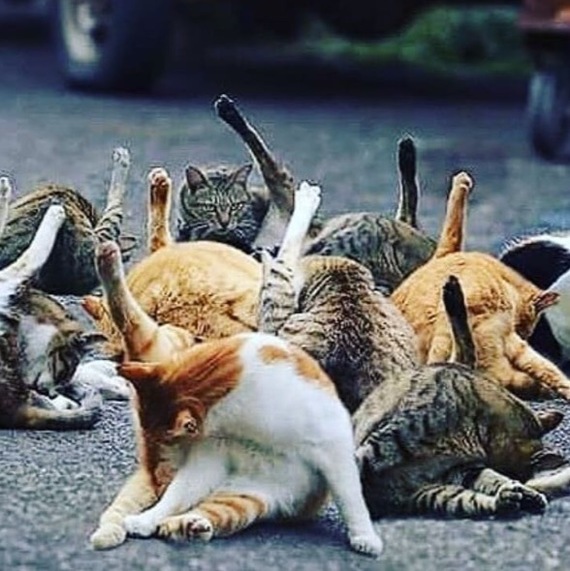 When you and your friends get ready to meet the ladies. - cat, Humor, 