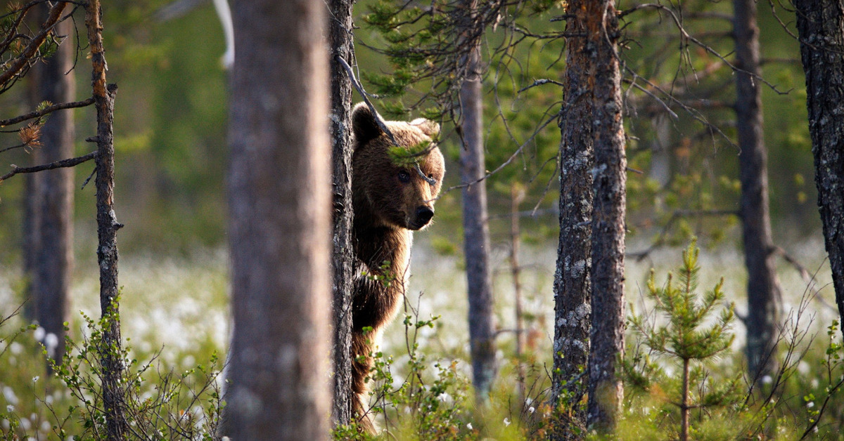 Tree bear