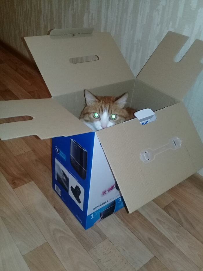 The cat borrowed a box from me - cat, Humor, Catomafia