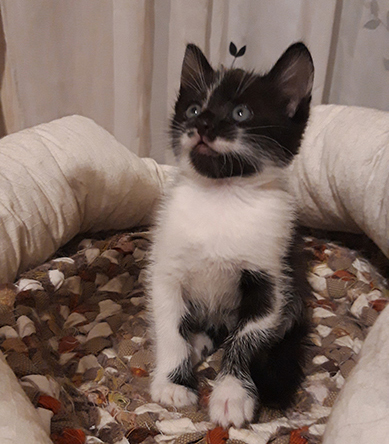 The kitten is looking for a home in Kyiv - cat, Kiev, In good hands, No rating