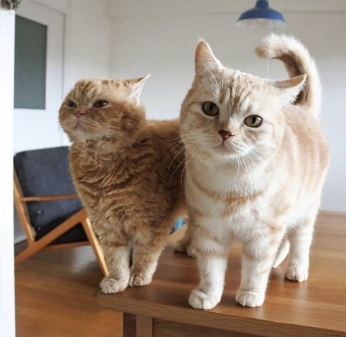Charismatic Muffin and Cheese - cat, The photo, , Longpost