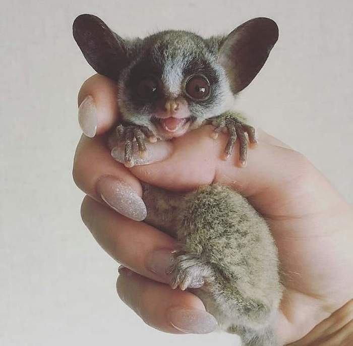 Milota - Eared, Animals, Milota, Senegalese Galago